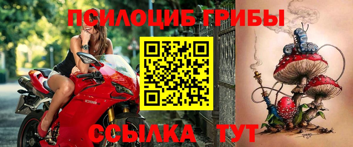 Кинель  купить наркотик  Вход с VPN  Псилоцибиновые грибы Psilocybine cubensis 